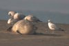 Common Seal at Westcliff Seafront (Paul Griggs) (39217 bytes)